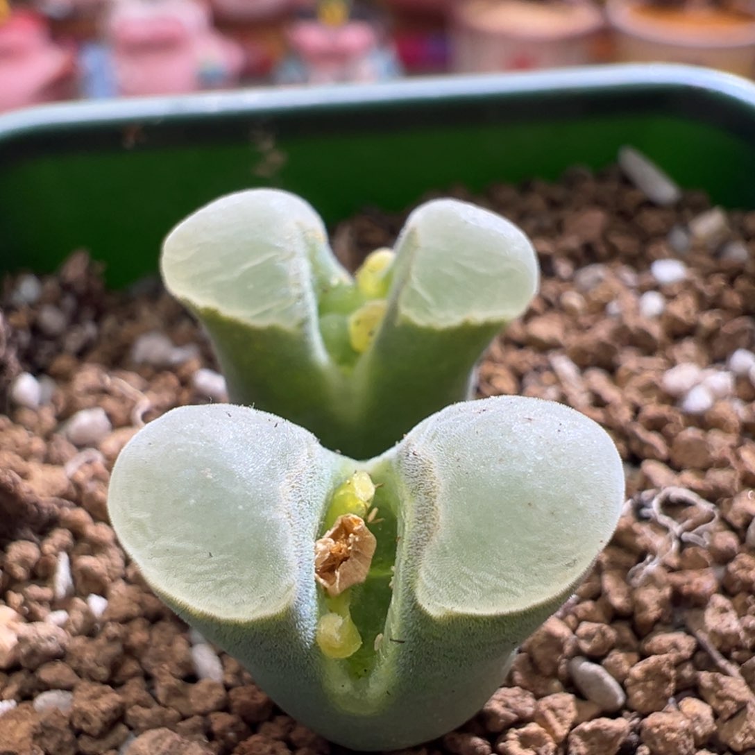 105青蛙优选2151双头母本