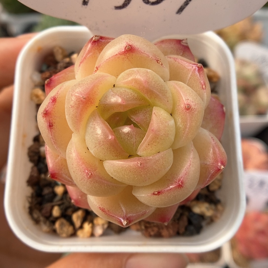 粉透珍妮可拍4987号 