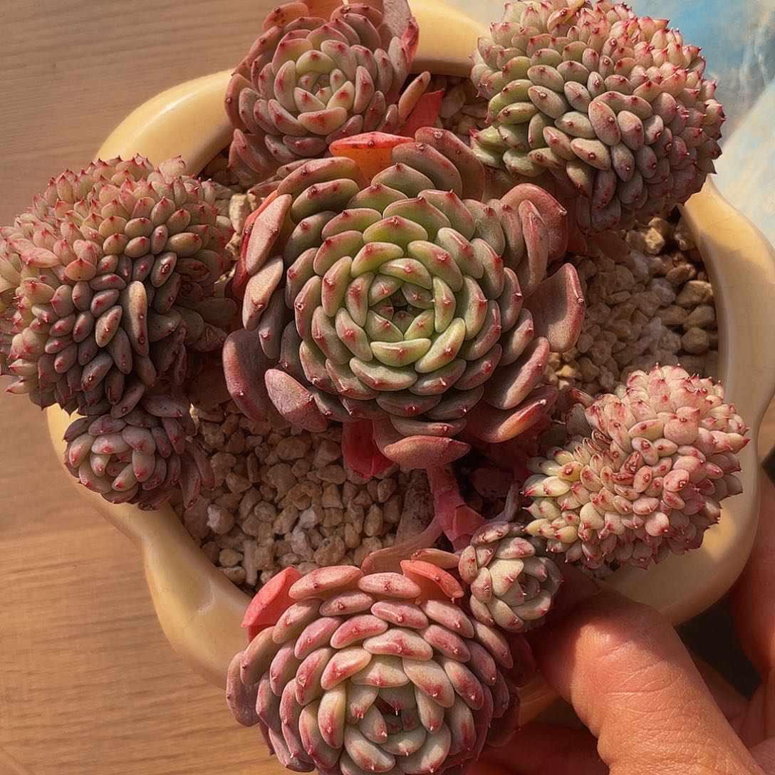 白胖子缀花的人多肉多肉