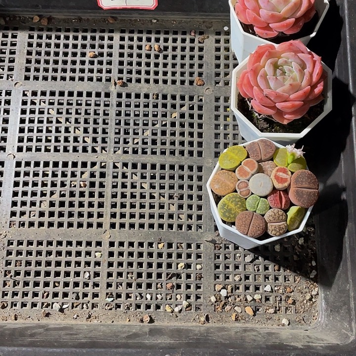 婷***Z24号筐带盆土发货