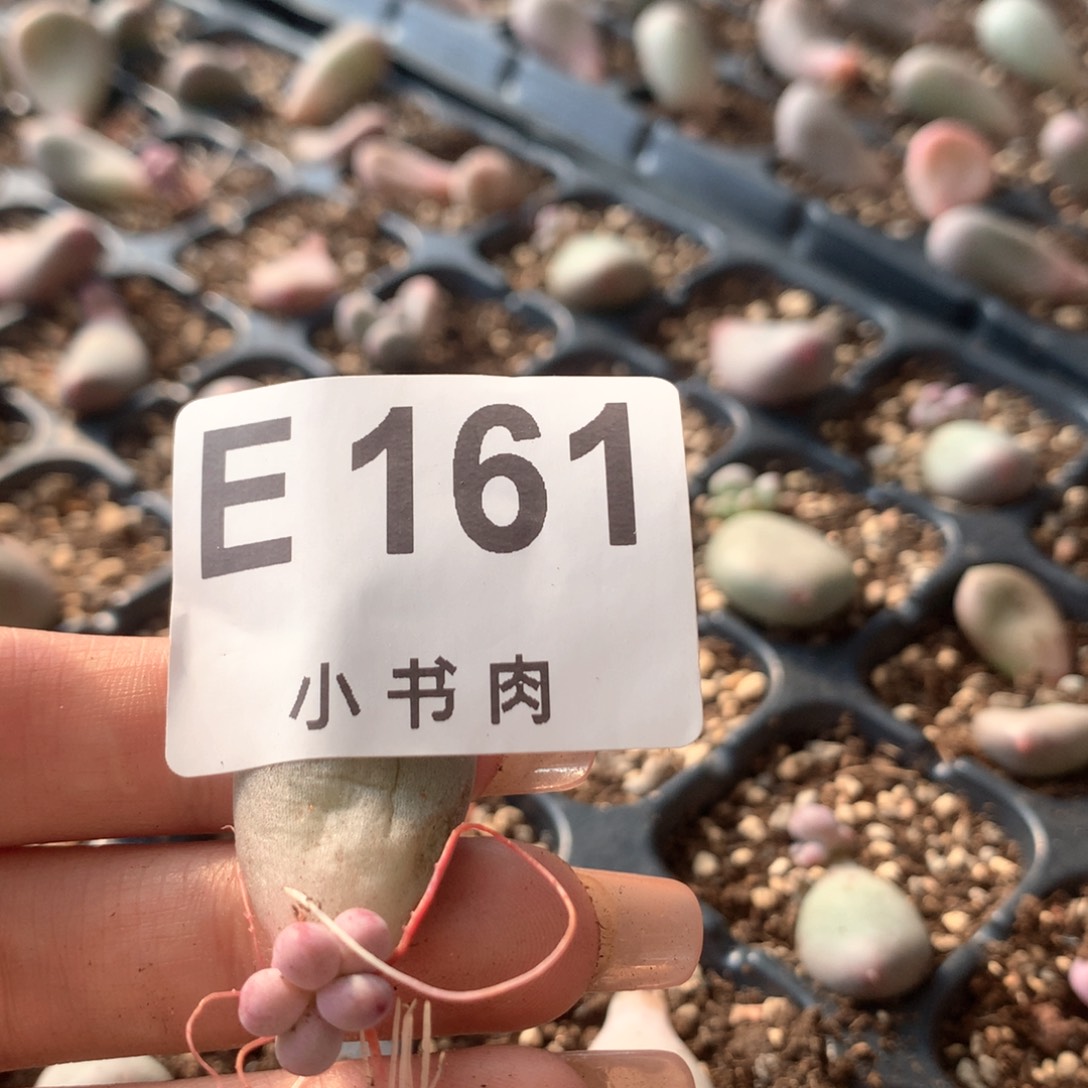 叶插是哈哈哈哈哈哈