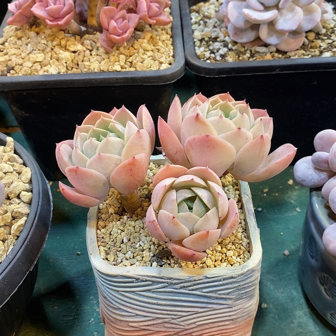 自己繁殖，小朵朵老庄，12346649