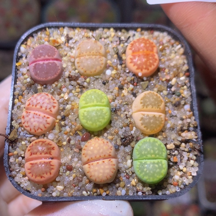 精品生石花36.486