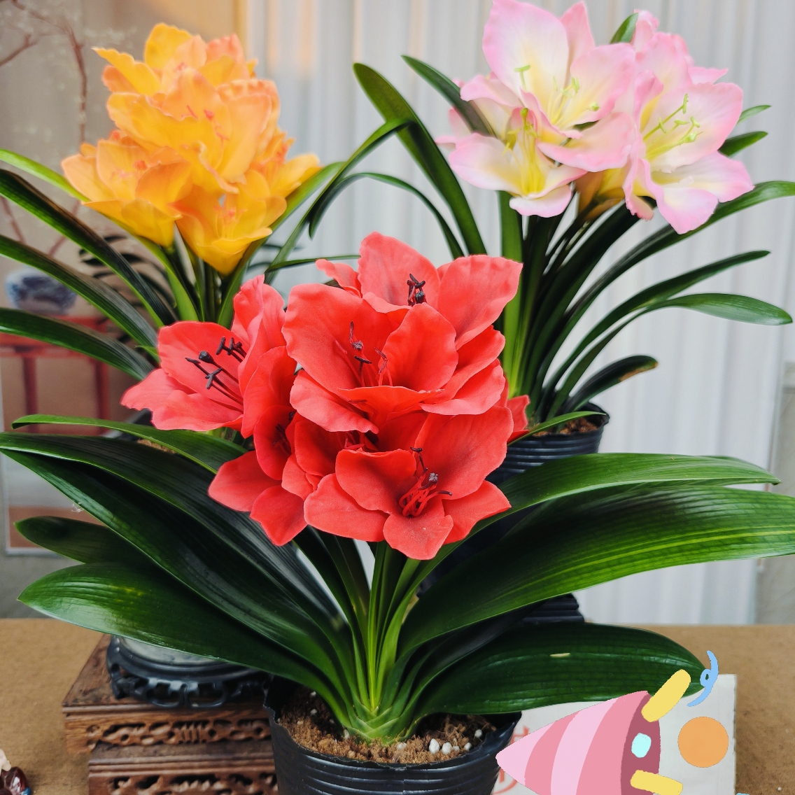 年宵花【君子兰】10片叶子精品花卉好养茶桌办公桌室内室外原盆原土