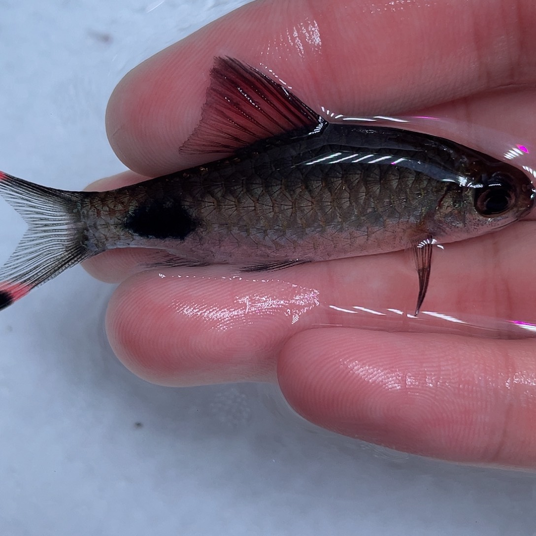 海水鱼红鳍蓝黑影道人6-8cm