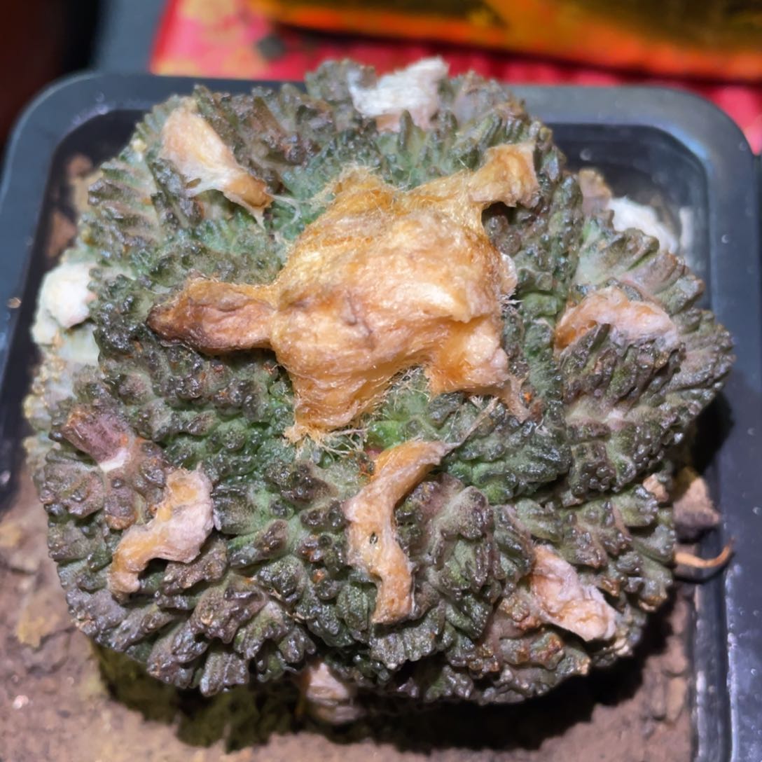 紫姬金毛菜花牡丹 木心根 仙人球