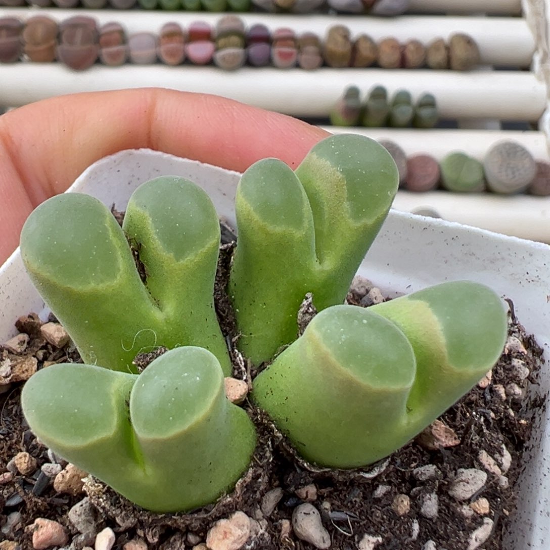 12.24好看的多肉脱土发货721