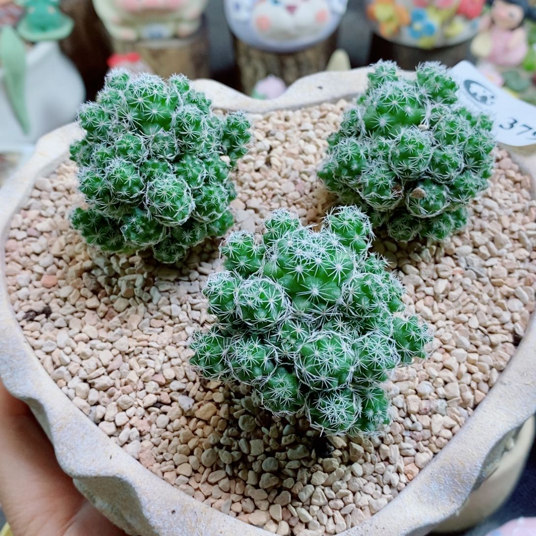 生石花花花哈哈哈哈哈哈379