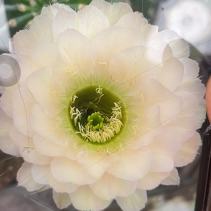 嘟8号4.5公分以上一代自根福利