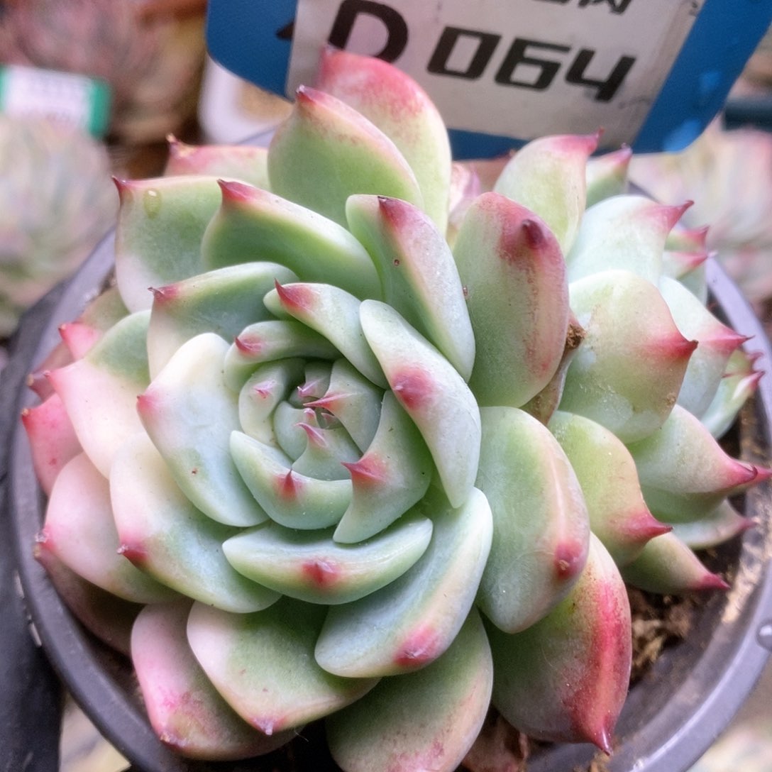 064锦锦锦锦锦锦锦