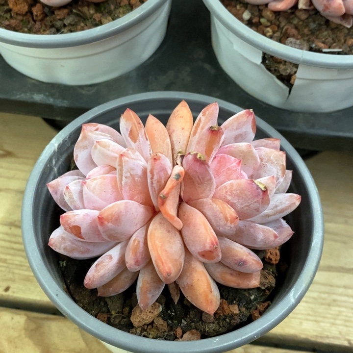 84。雪天使，双头起。