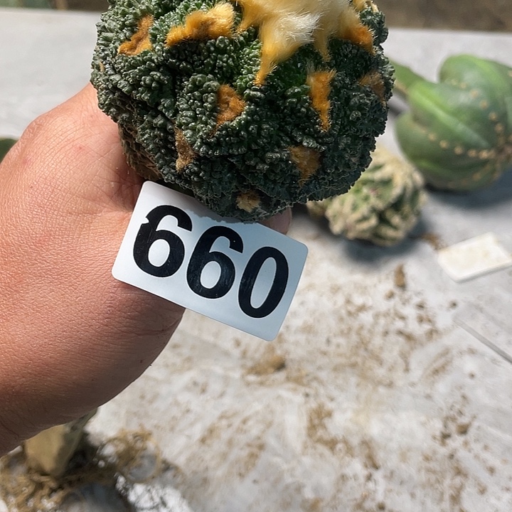 完全开放660仙人球