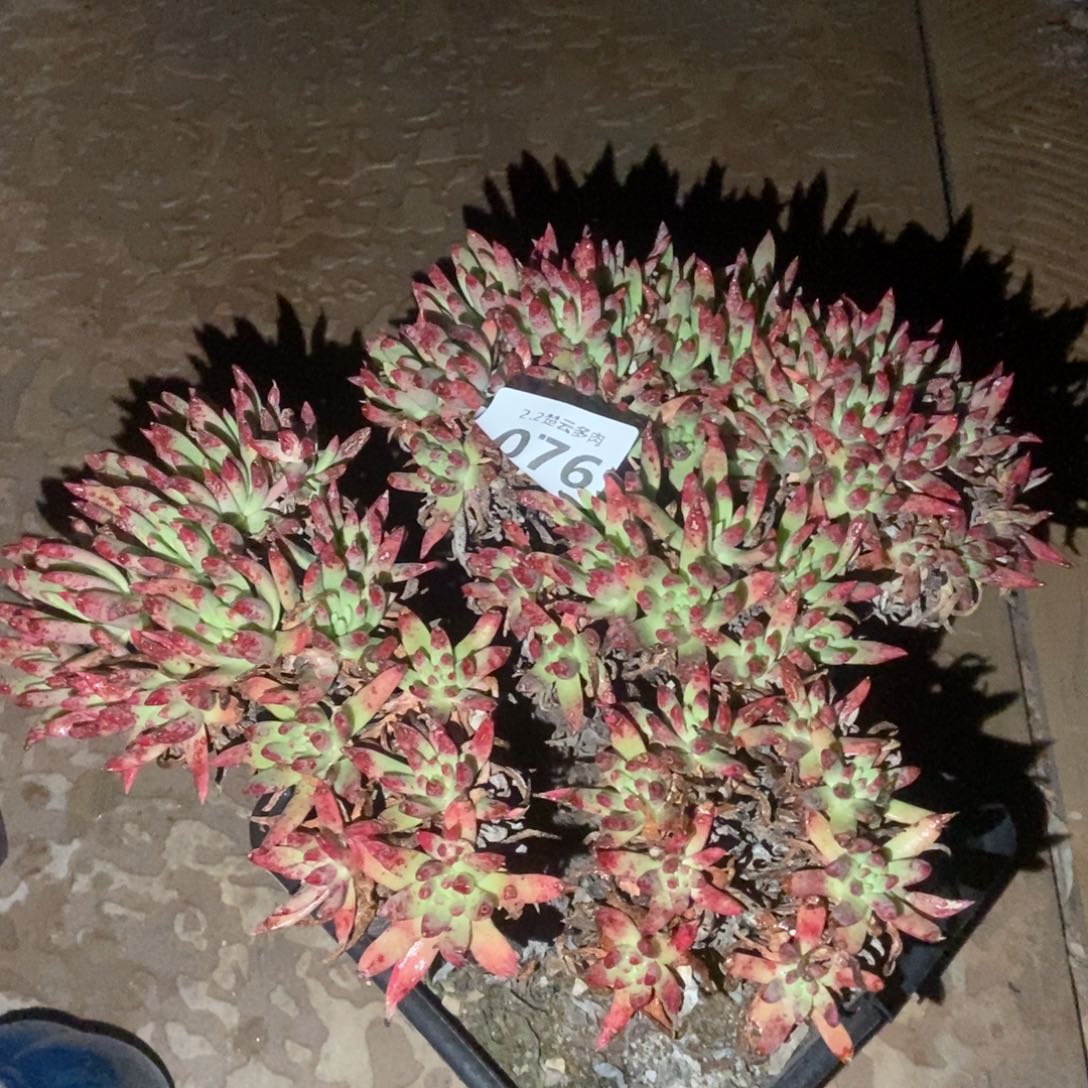 076多肉植物啦啦啦