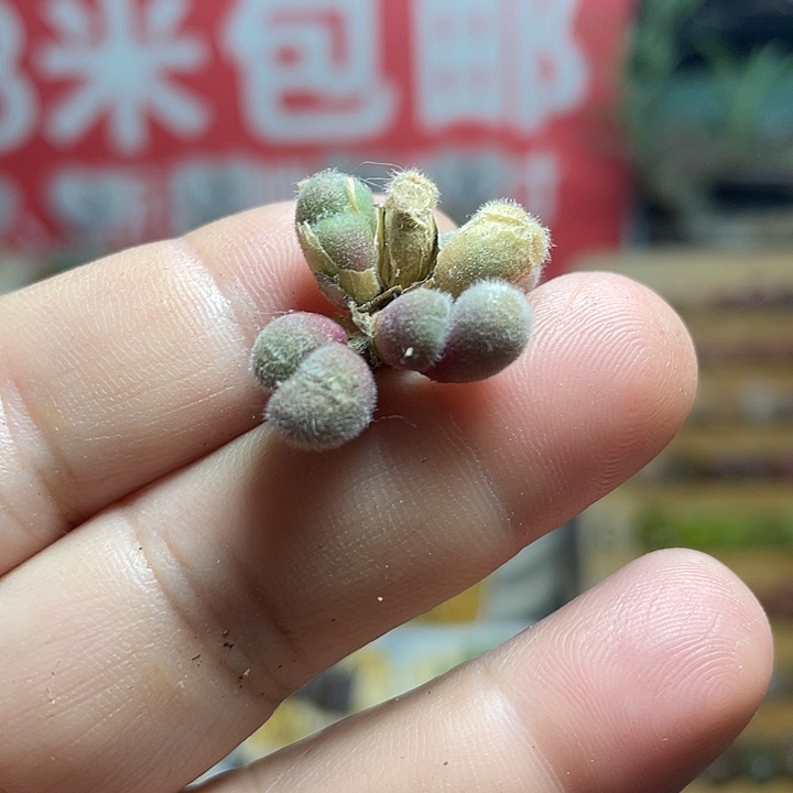 佳人园艺上福利啦毛球434