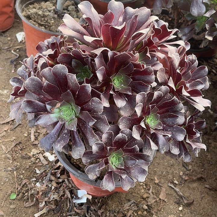 欧紫玫瑰玫瑰玫瑰玫瑰