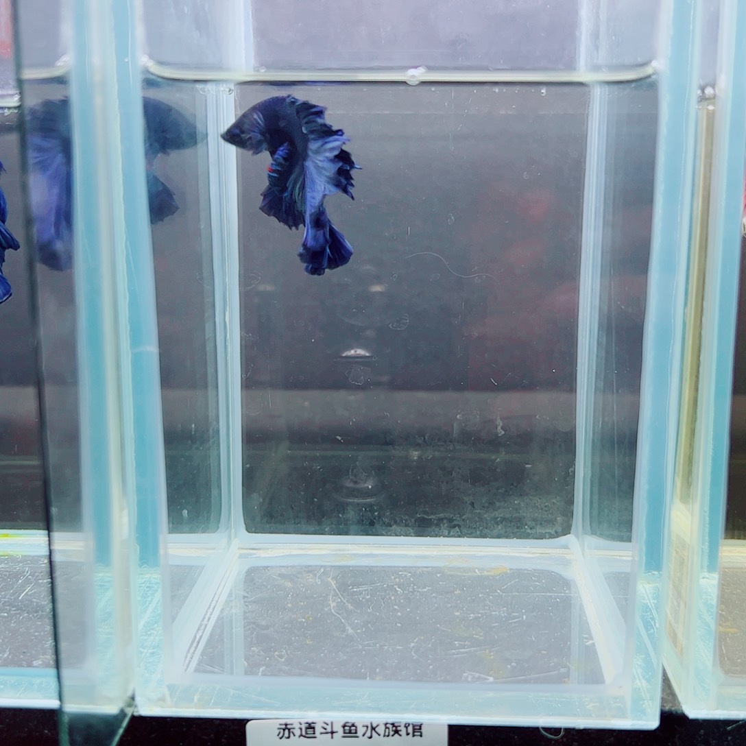 航***航斗鱼赤道斗鱼水族馆，顺丰陆