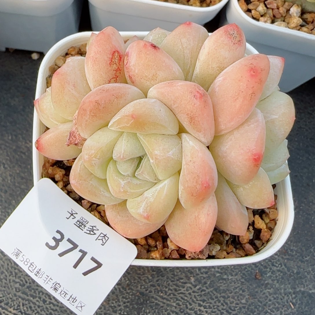 冰玉无砍，3717多肉植物