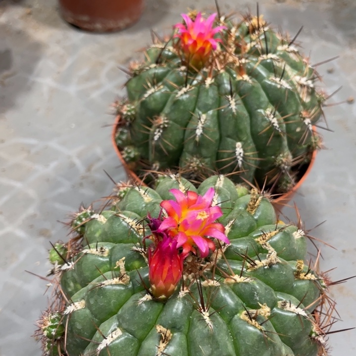 金钱豹一颗带花苞