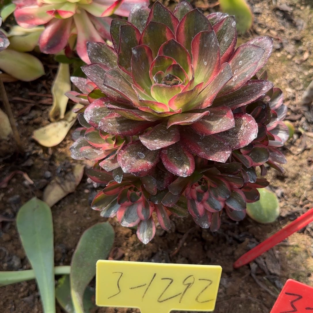 3-1292---多头多肉植物