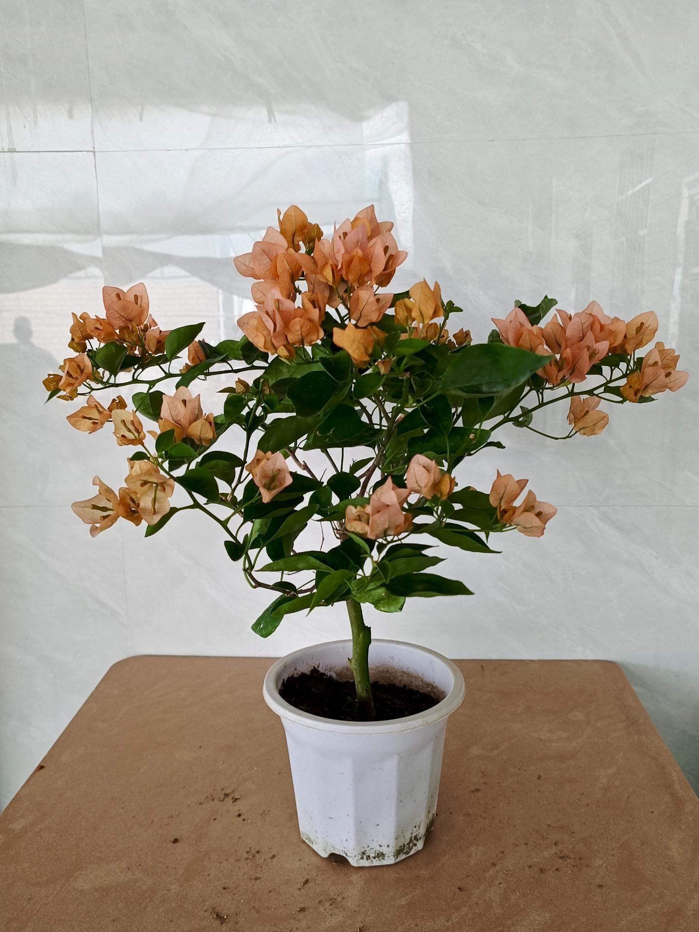 三角梅一物一拍（备注花色），四季开花（一个月后再换盆）爬藤花卉