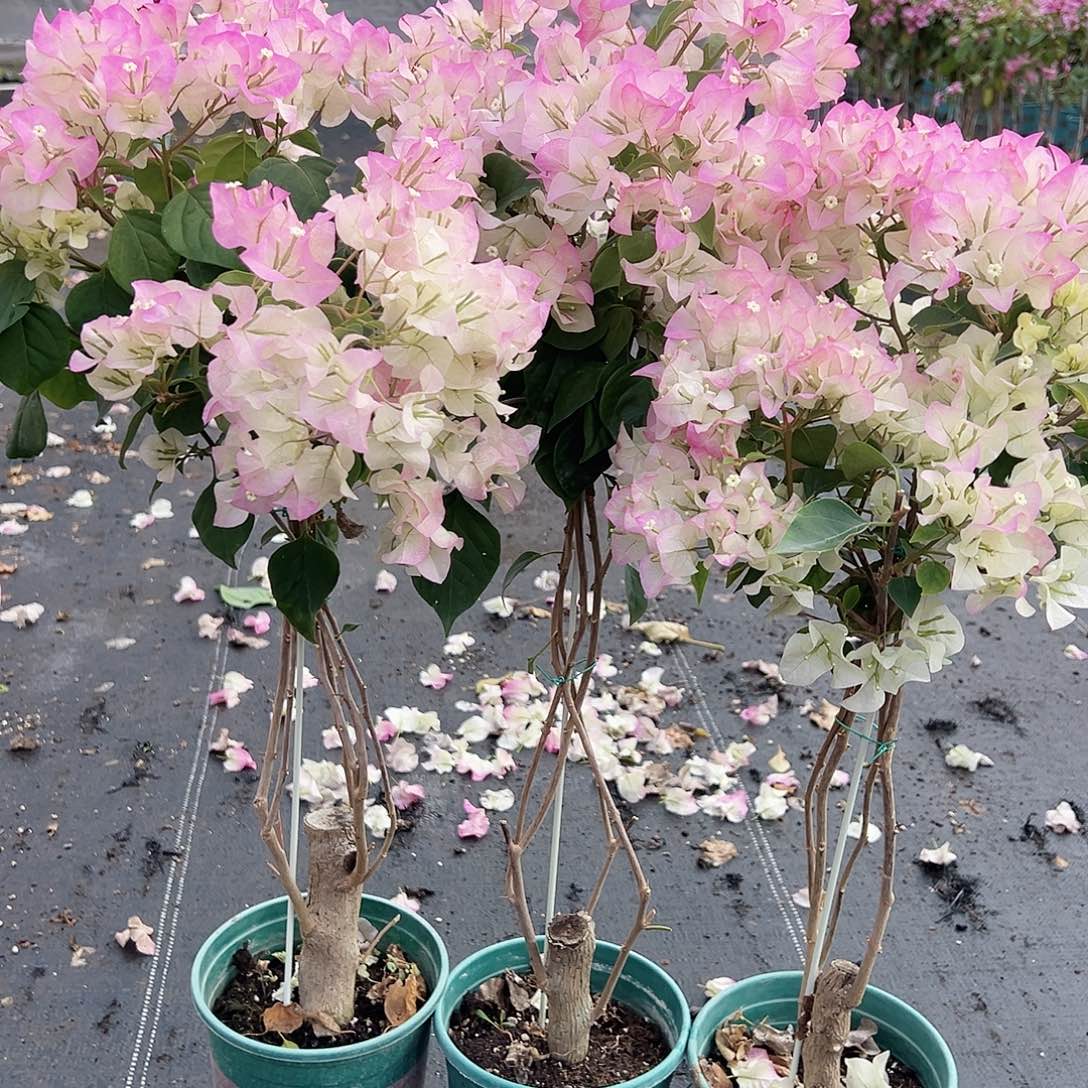 大部分花苞少量开放绿樱棒棒糖带竹一棵