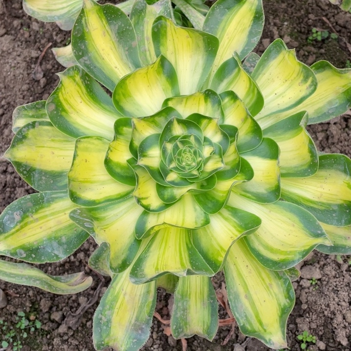 604暴君多肉12344678多肉