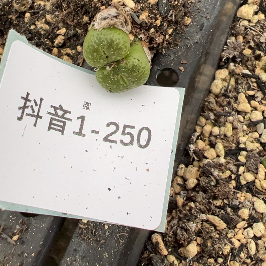1-250量拍m014勋章一颗