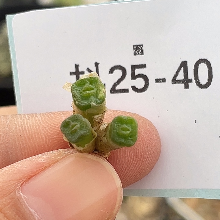 25-40方糖多肉植物