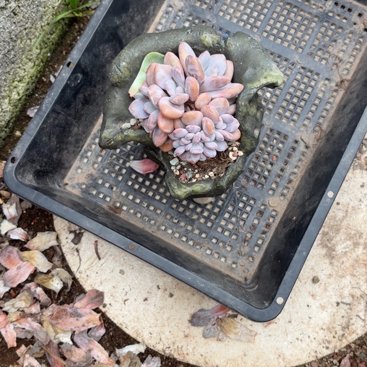 多肉植物粉兔缀化
