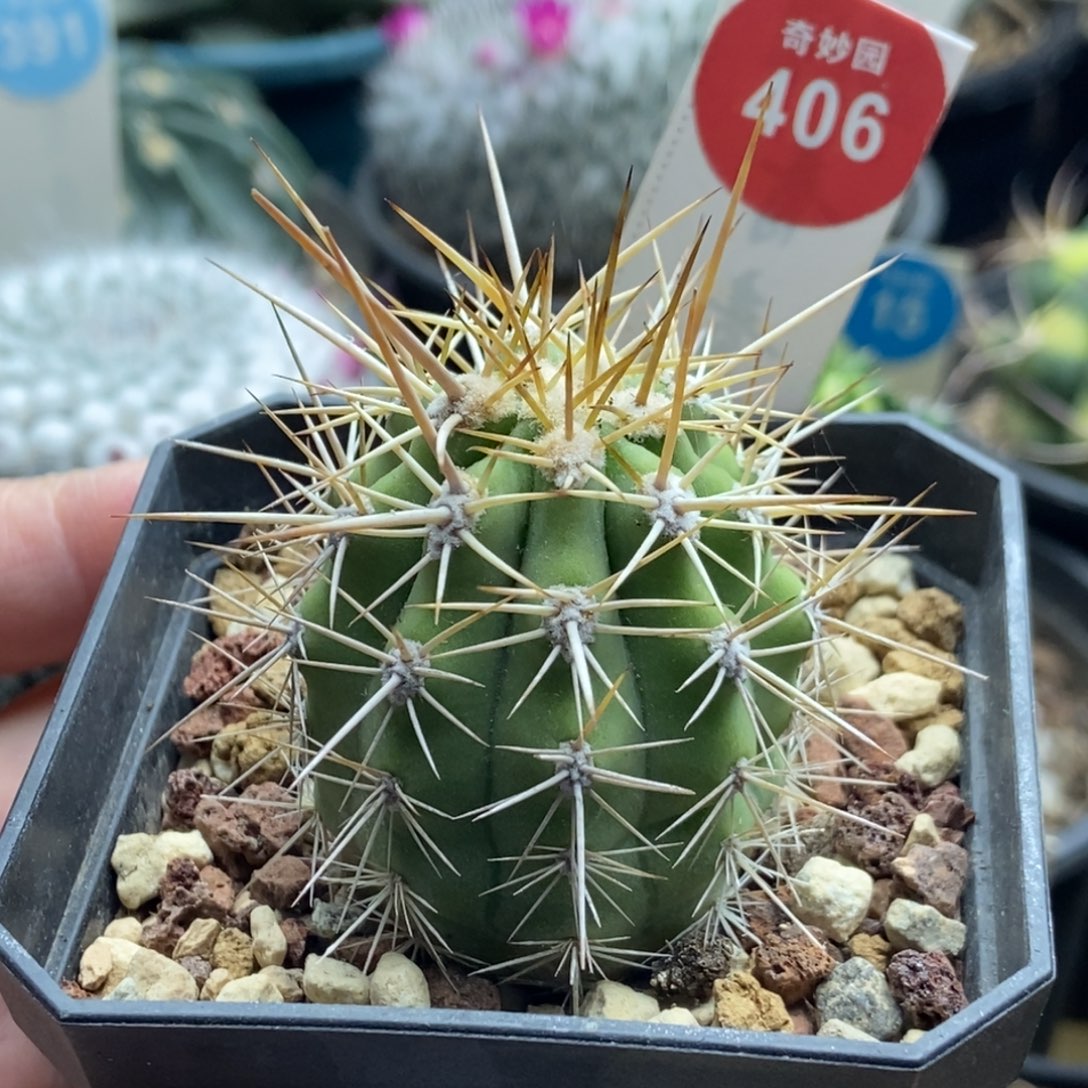 实生狂刺锦鸡龙4cm