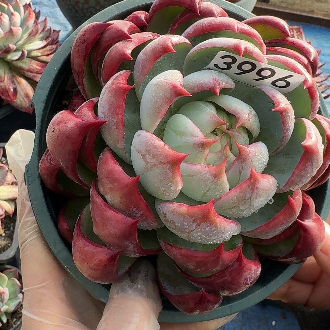 清***人惊鸿惊鸿惊鸿 3996..........