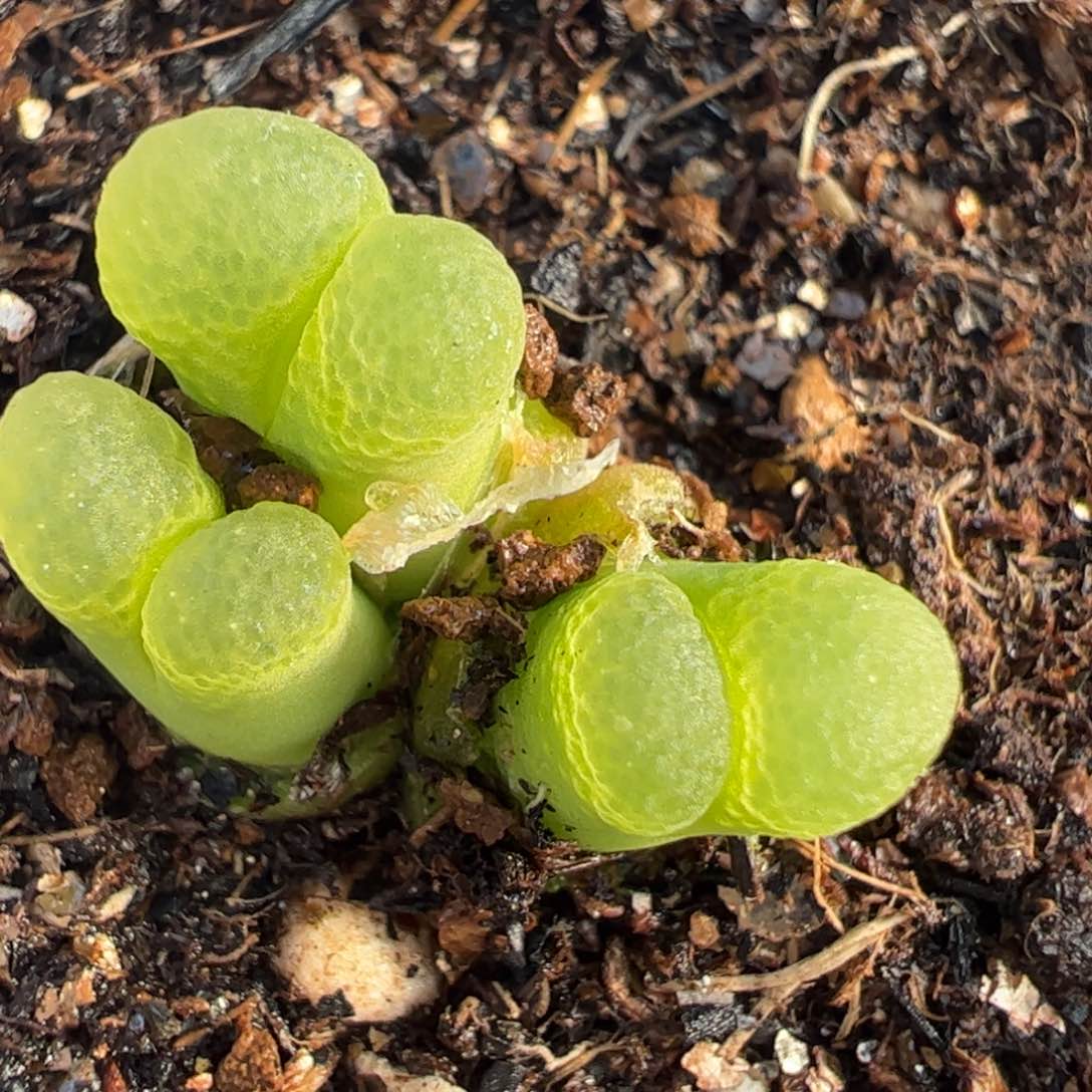 芭比群多肉植物百科1