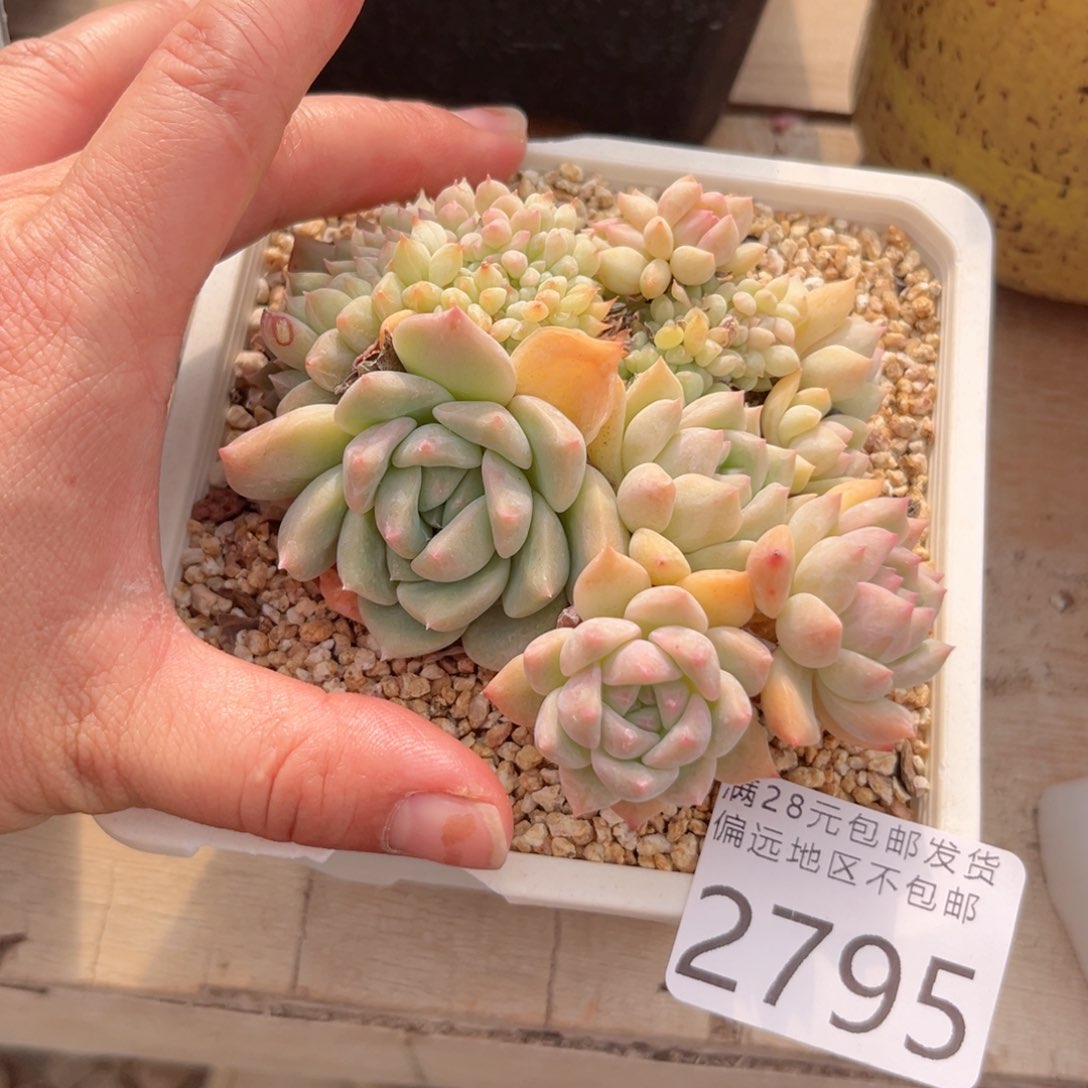 大2795:？x b c b vb b n