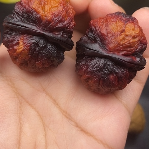 文玩核桃把件40尺铁狮子