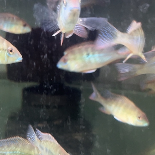 腾***飞慈鲷5+精品亚奎2只