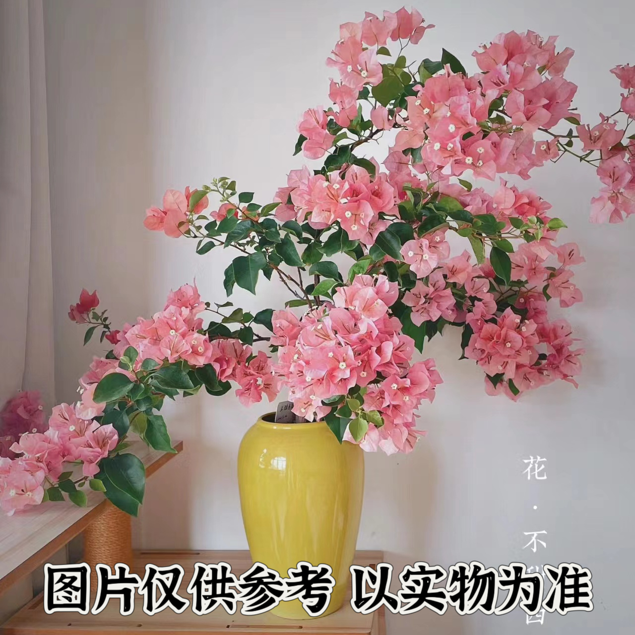 【不甜西瓜】正宗三角梅基地直发阳台庭院可飘枝垂丝可爬藤带花发货