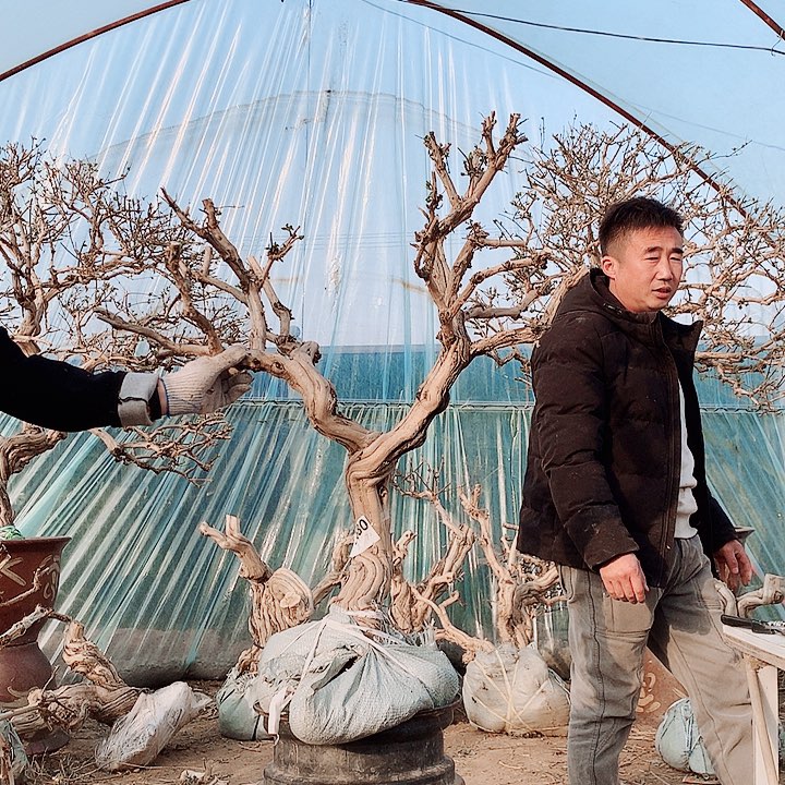 全部花朵金银花78888