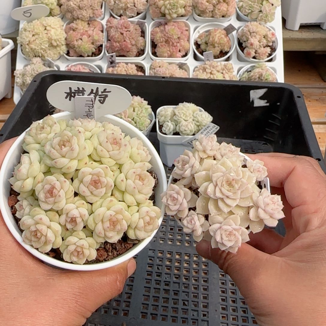 【闪购商品】0216-107（ttp-114）