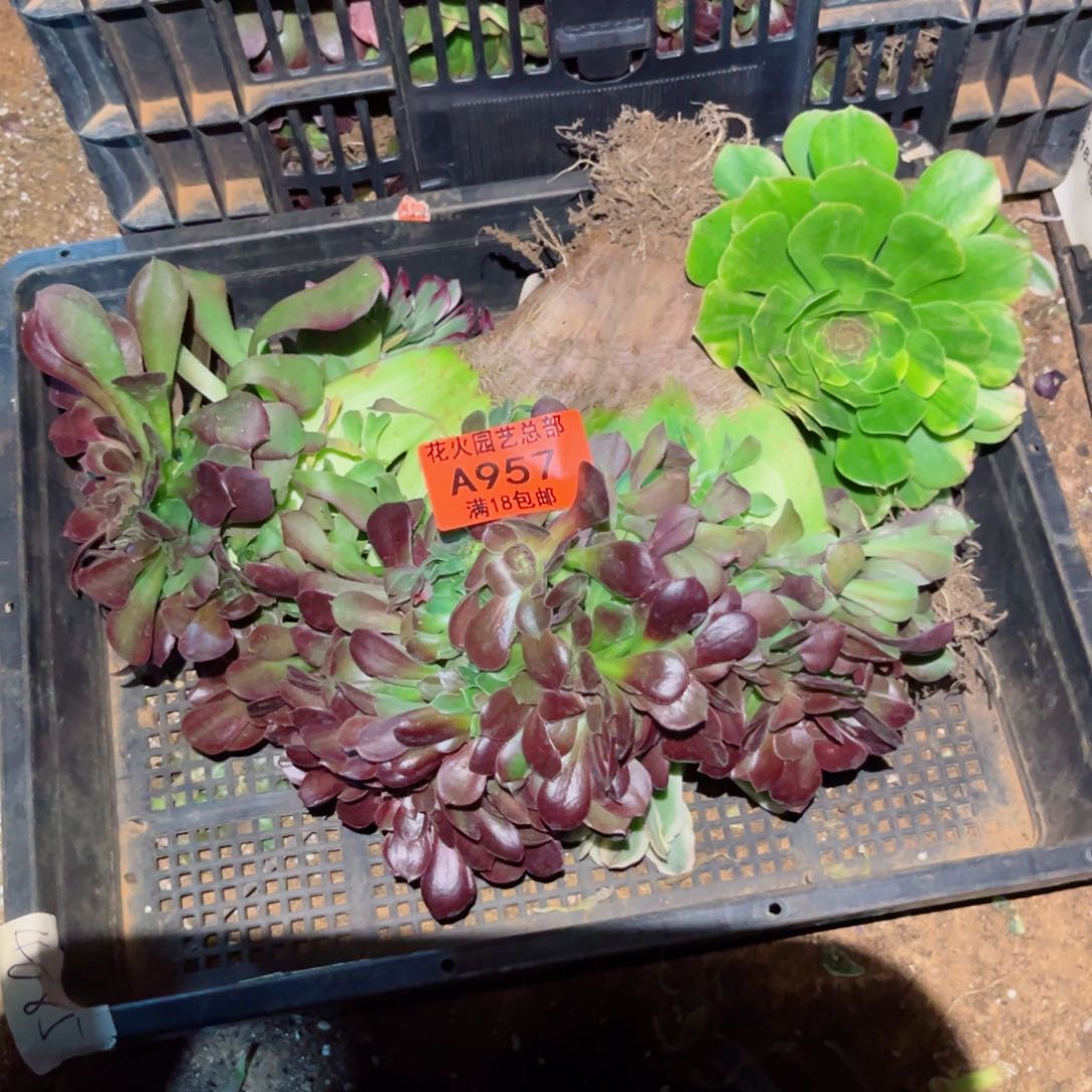 组合957多肉植物