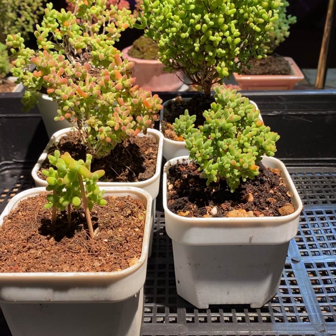 枝干番杏多肉植物153