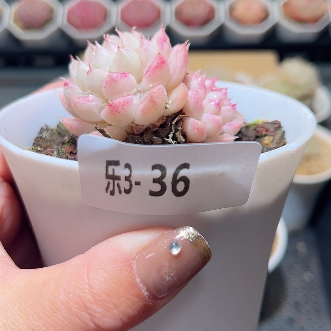 乐3-36 麦秆不包整