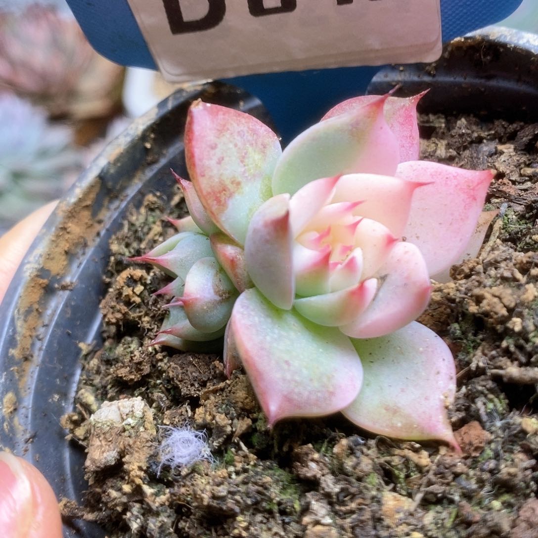 D072锦锦锦锦锦锦锦