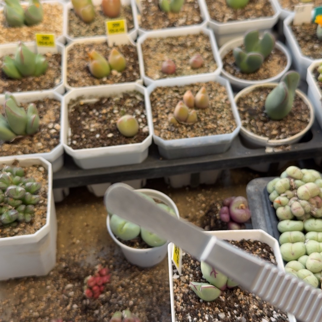 新***选新疆发货链接               