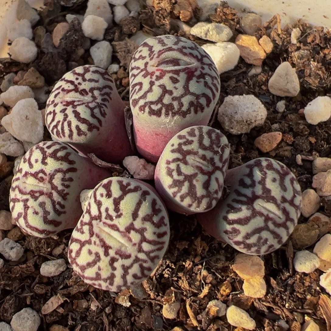 13多肉植物百科植物