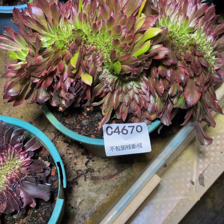 【闪购商品】Y****S4670多肉