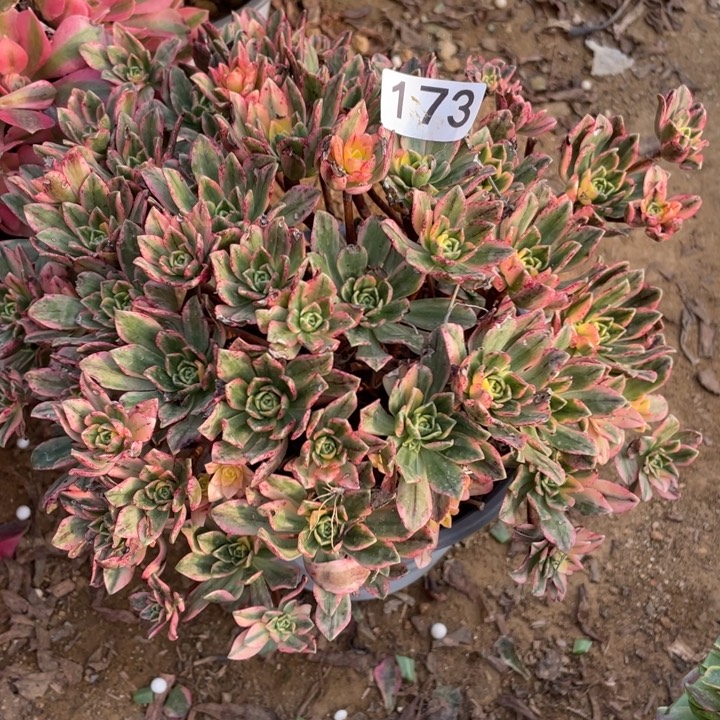 无花朵173多肉甜茶