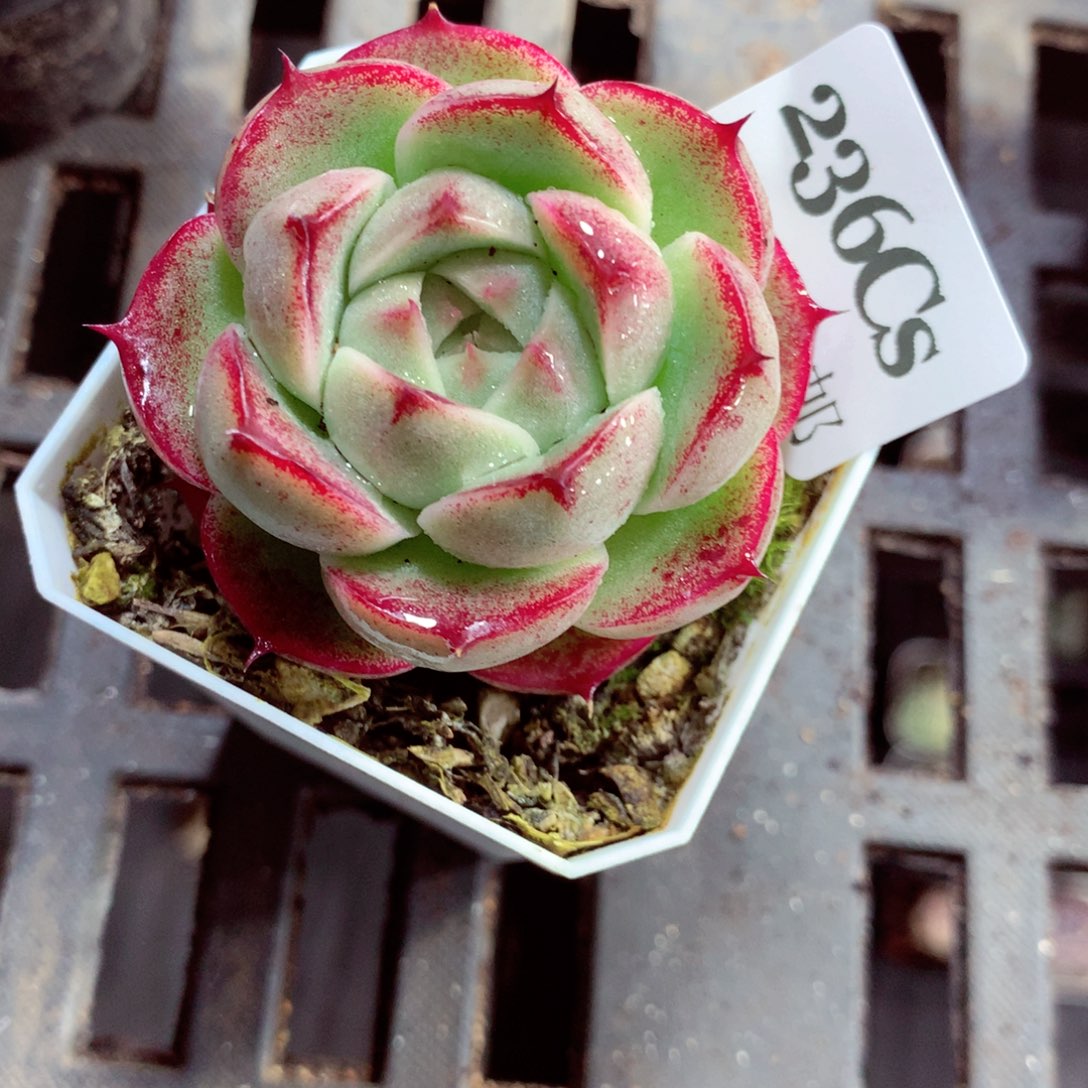 5厘米盆精控多肉236