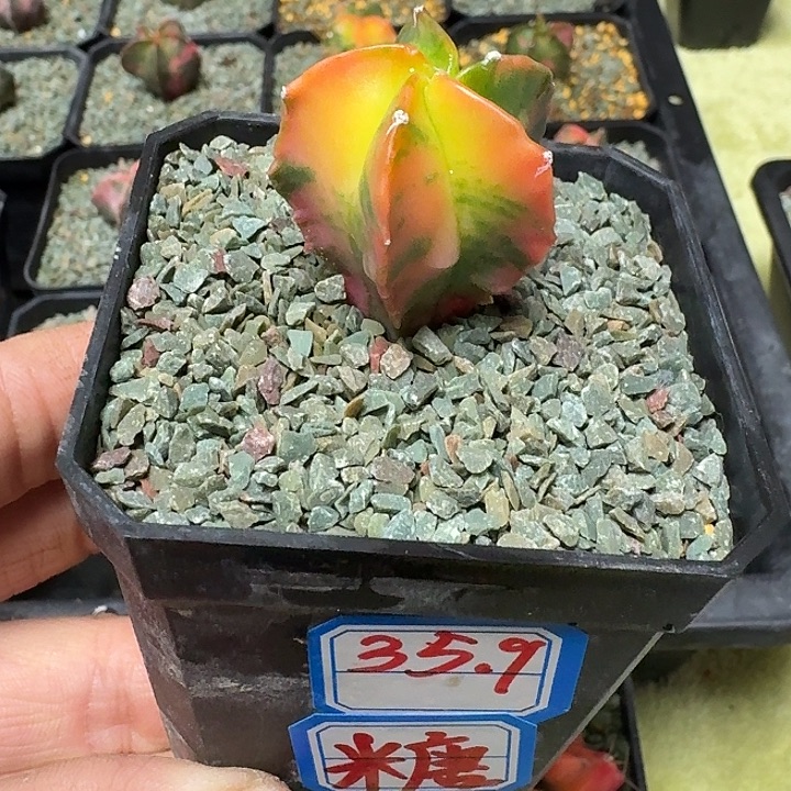 五角鸾风玉锦多肉植物
