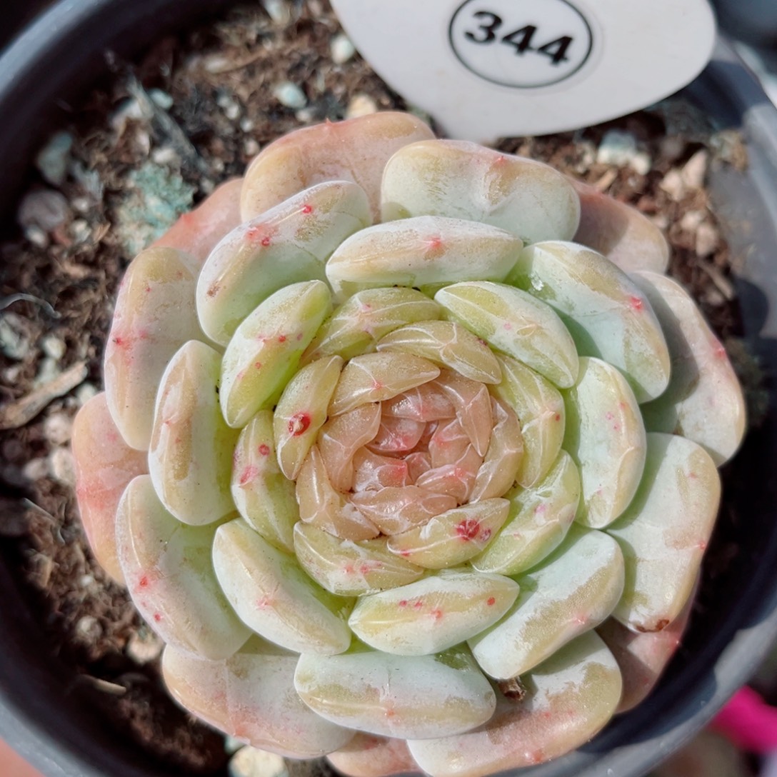 344号小老桩白恋单头