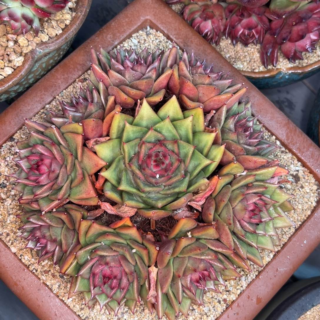 多肉一物一拍0216-666